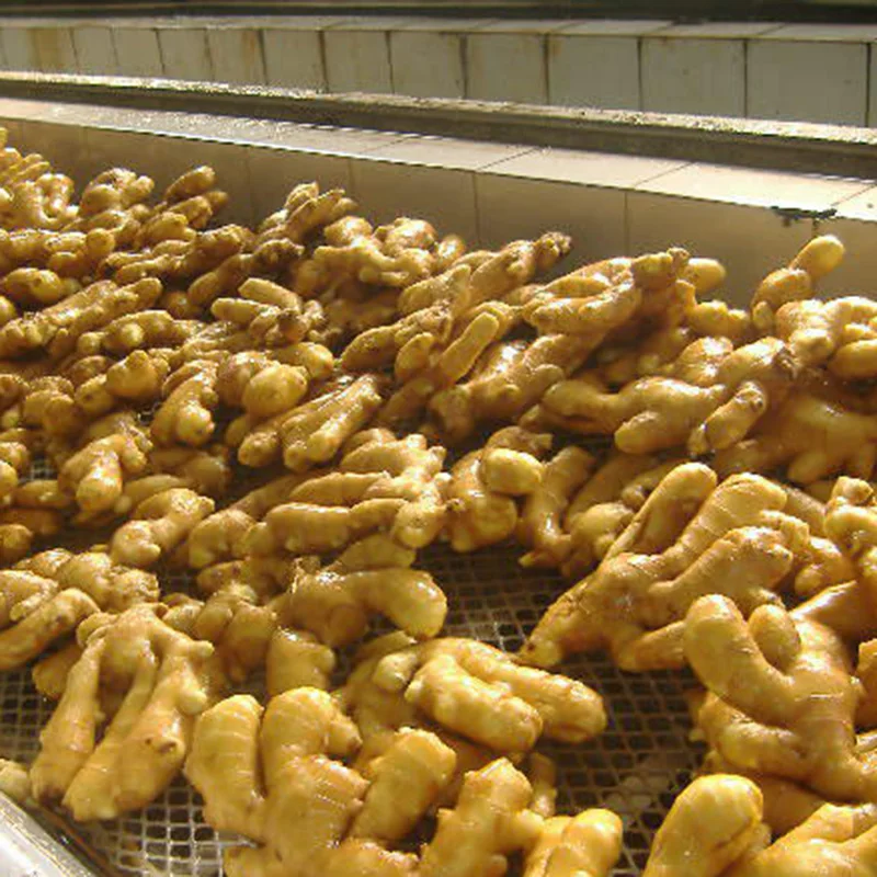 New Arrival Fresh Ginger Air Dried Ginger Root Direct from China Wholesale Exporters New Crop Collection
