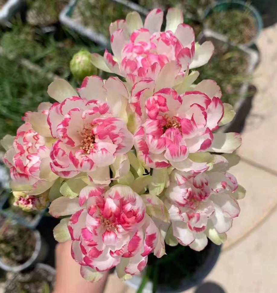 
Wholesale indoor live bead plant cactus 