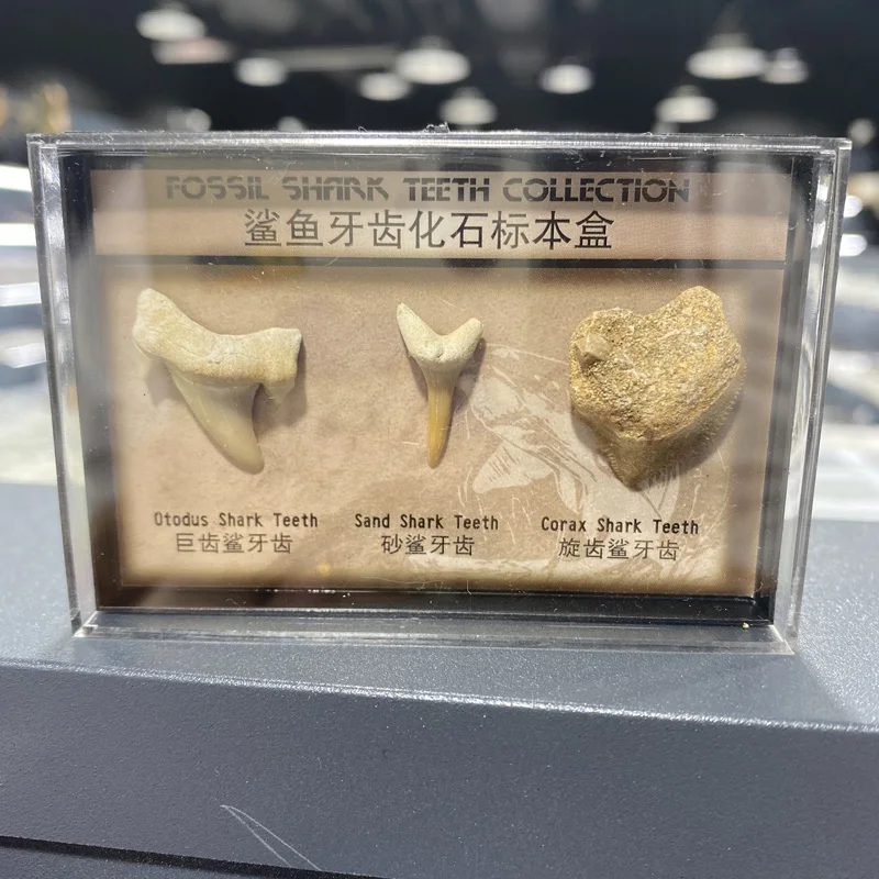 Оптовая продажа природных животных окаменелости акулы ископаемый зуб Коробка минеральный образец для коллекции в качестве подарка украшения