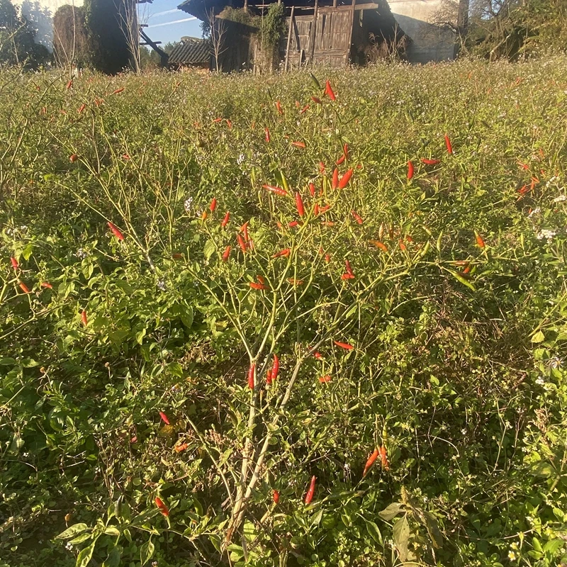 
Chinese Factory Wholesale Direct Export Competitive Price Hot Spicy Chili Dried Red Chili Pepper 