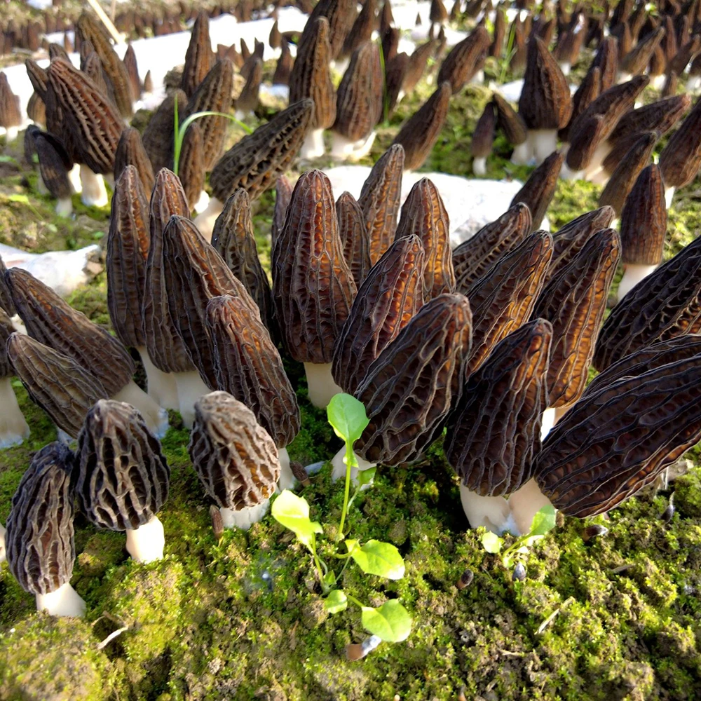 High Grade  Wholesale Price Morchella Esculenta Morchella Conica  Morel Mushroom Conica  Morel Mushroom Black mushroom
