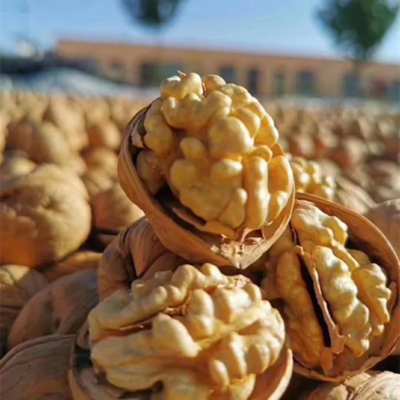 Special discount ceviz top quality in shell walnuts for sale walnut dry fruit