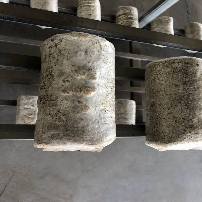 
Wholesale Fresh Grey Oyster Mushroom Spawn 