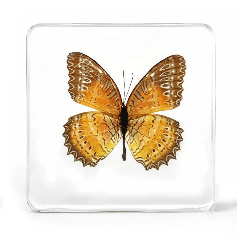 clear anti fade resin natural real butterfly butterflies teaching aids crystal embedded specimens