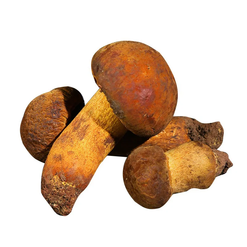 Оптовая продажа, boletus edulis, хорошее качество, свежие грибы porcini