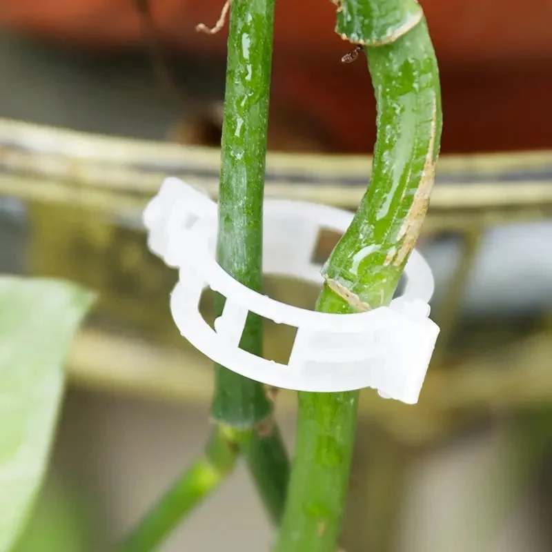 good price tomato and cucumber clips for vine crops