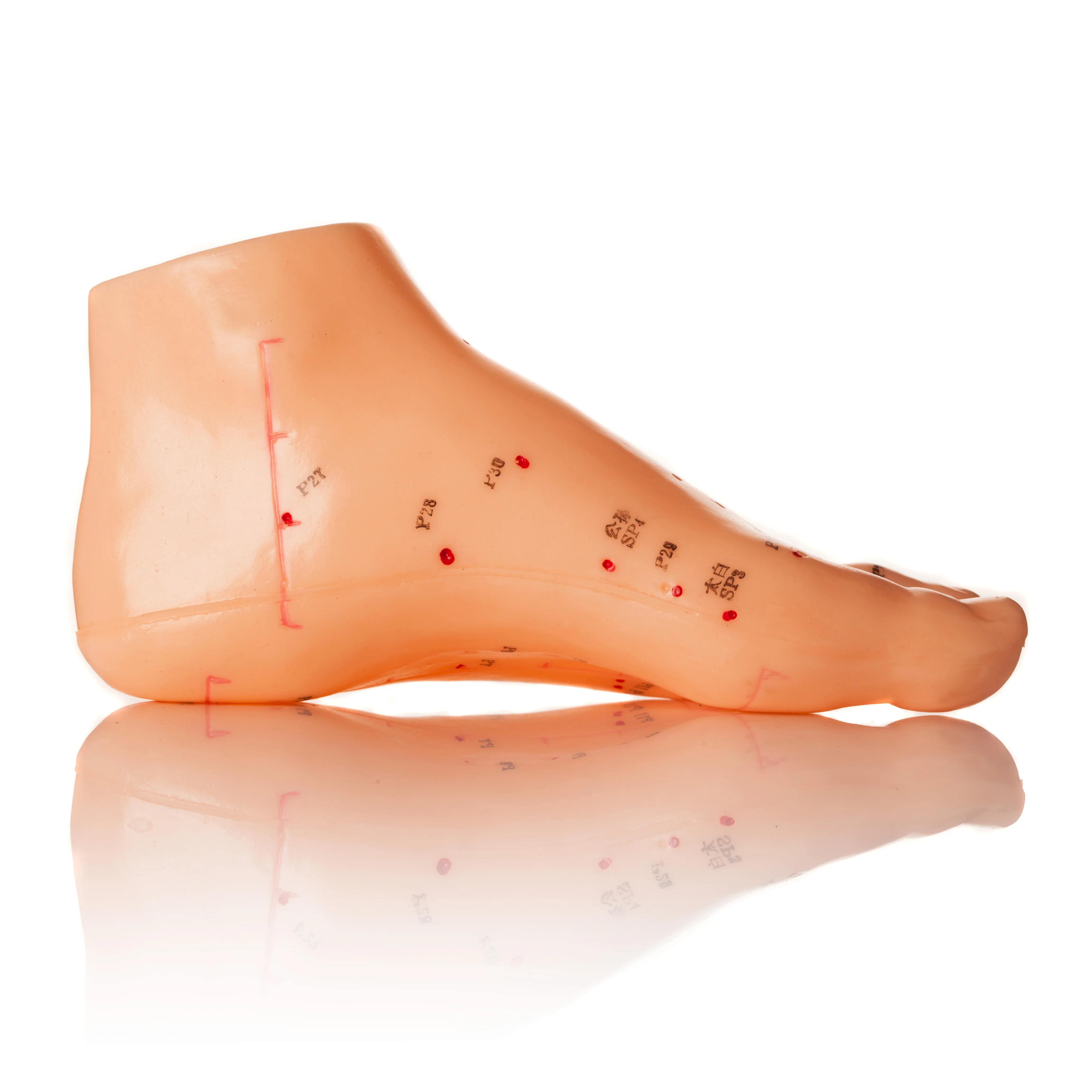 Foot model of acupuncture Foot model of health care