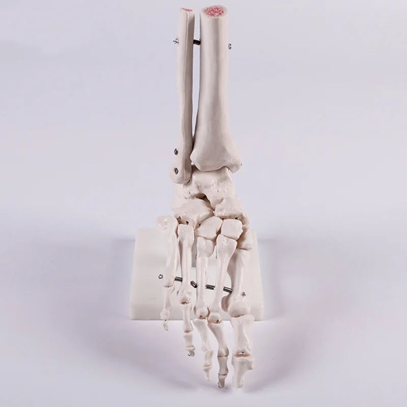 medical science Life-size Human Foot Joint skeleton Model for Disease Demonstration Medical Teaching Tool A1027