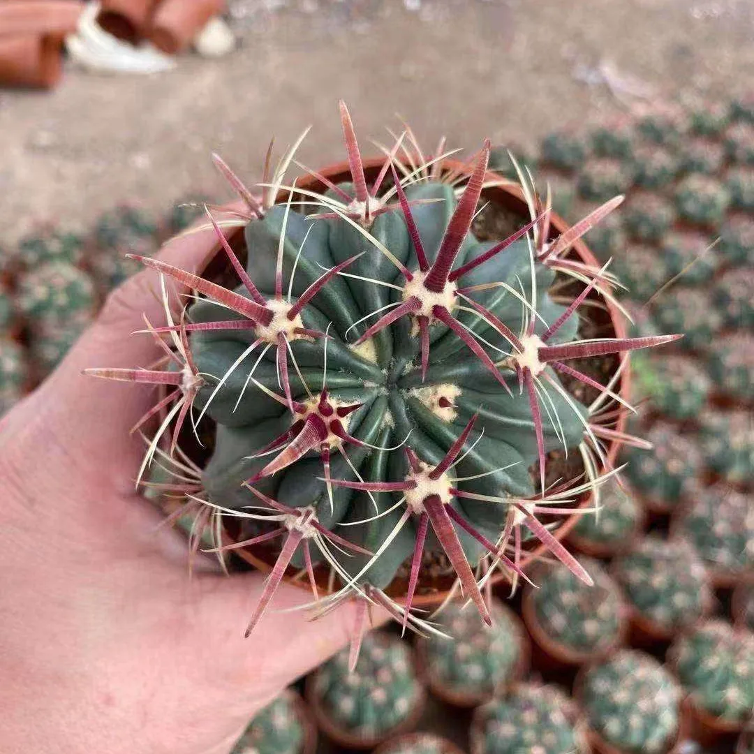 
Wholesale cactus Ferocactus recurvus real cactus natural plant woody plants blooming cactus 