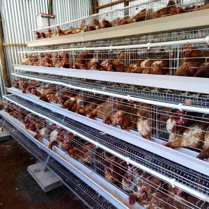 Animal Poultry Husbandry Equipment 3/4 Layers Cage Automatic Feeding Cleaning System Chicken Cage