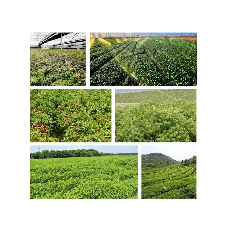 Factory direct supply lutein eye supplement lutein animal feed calendula extract