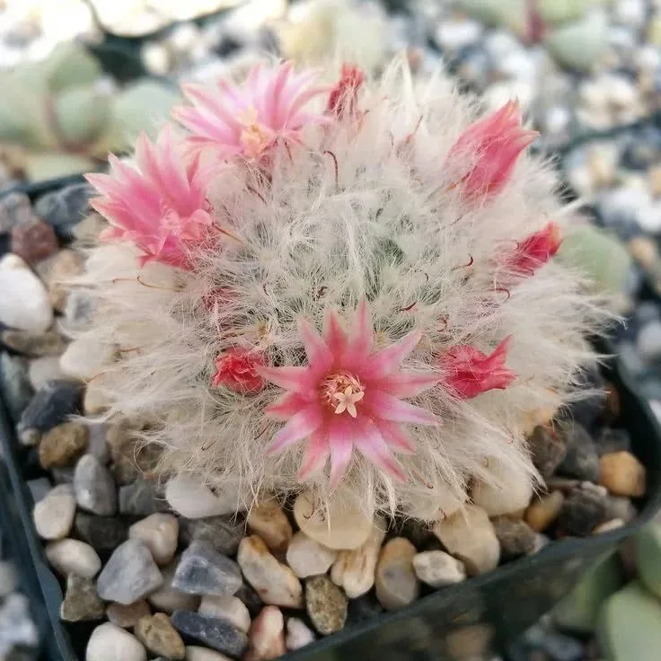 Реалистичный кактус Mammillaria
