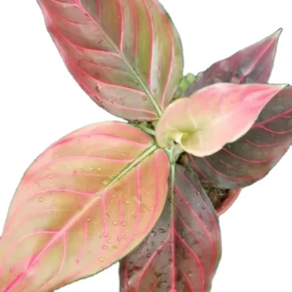 Wholesale artificial plants Aglaonema Red veins Red-brown leaf Calathea