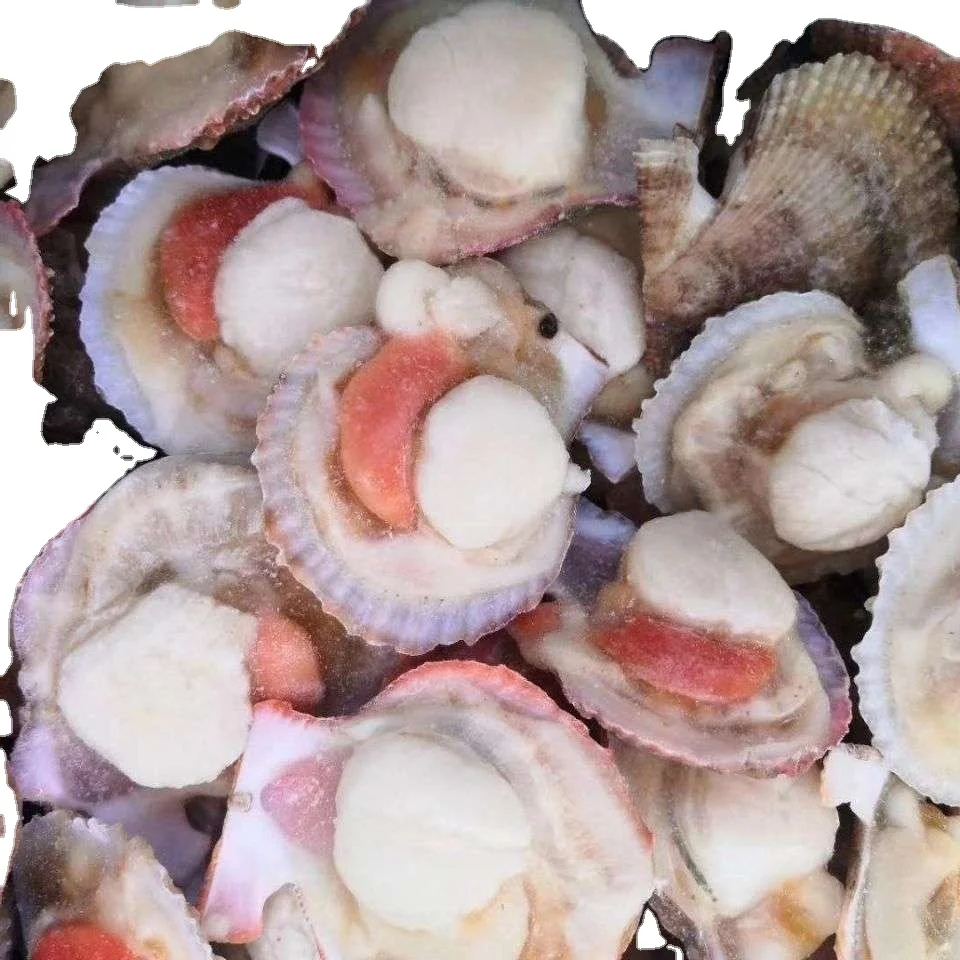 New Season Fresh Half Shell Farreri Scallop Frozen in Bulk with Bag Packaging Farreri Scallop
