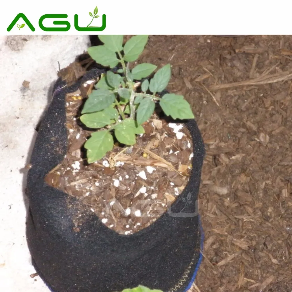 non woven fabric mushroom grow bag 2 lbs filter caps