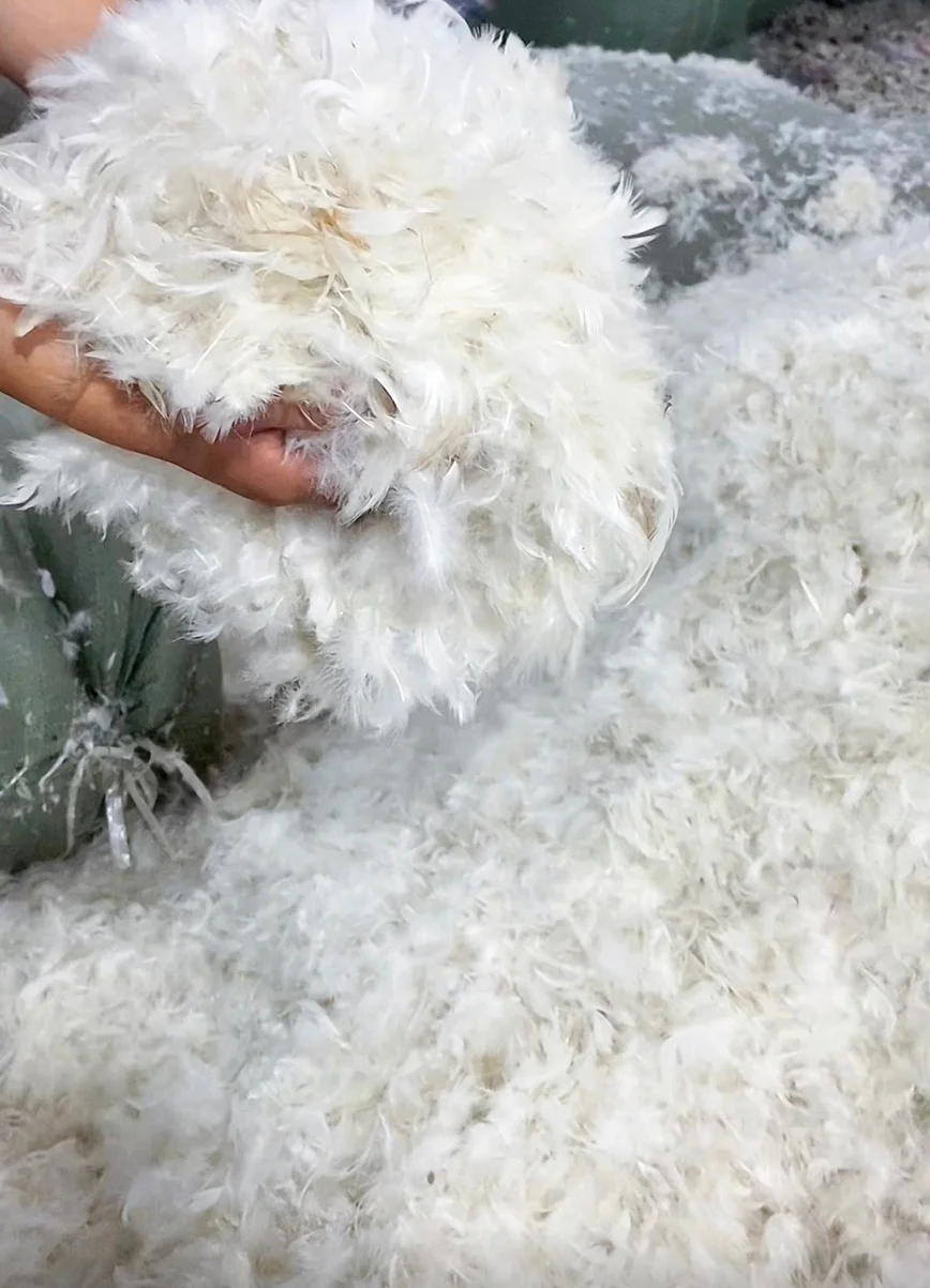 Reliable source manufacturers supply wholesale washed 90 white duck feather: no odor, large pure white