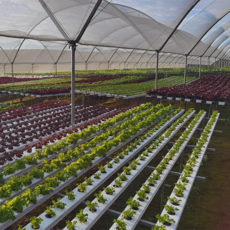 Film tunnel horticultural greenhouse agriculture for farming green house low cost hot sale polytunnel berry greenhouse
