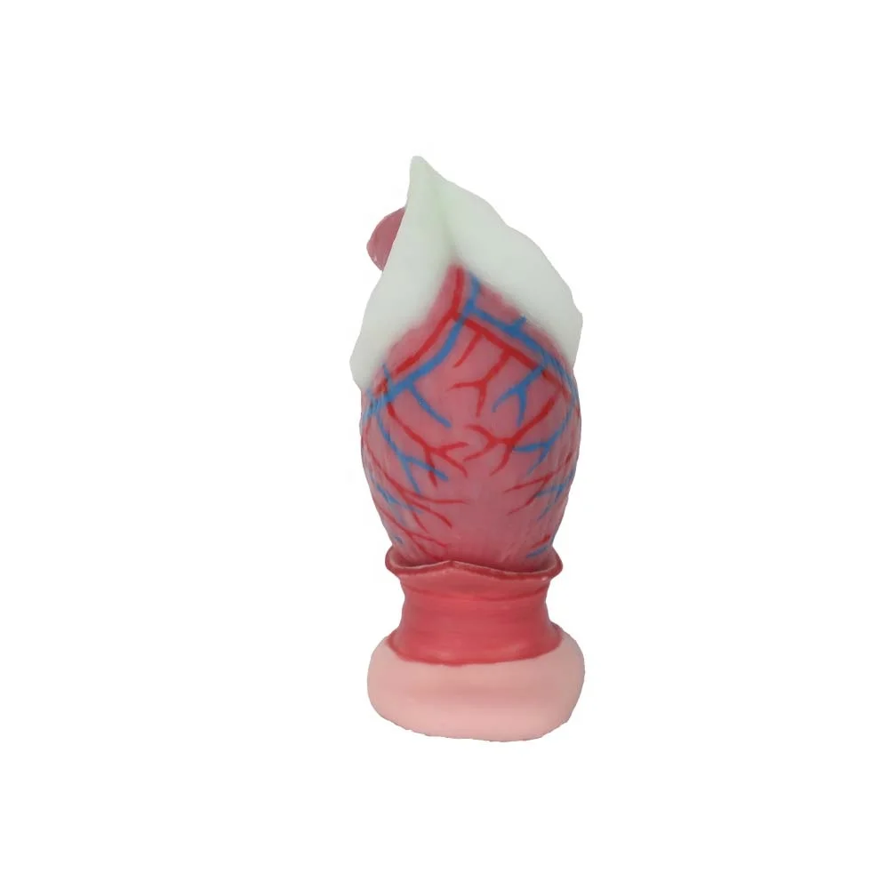 Popular Human Soft Silicone Anal Tube Anatomy Model Digestive System Model