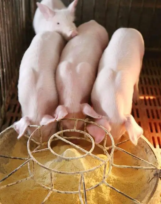 
hot sale dry brewer autolyzed yeast for animal feed additives rich in beta-glucan and mannan oligosaccharides 