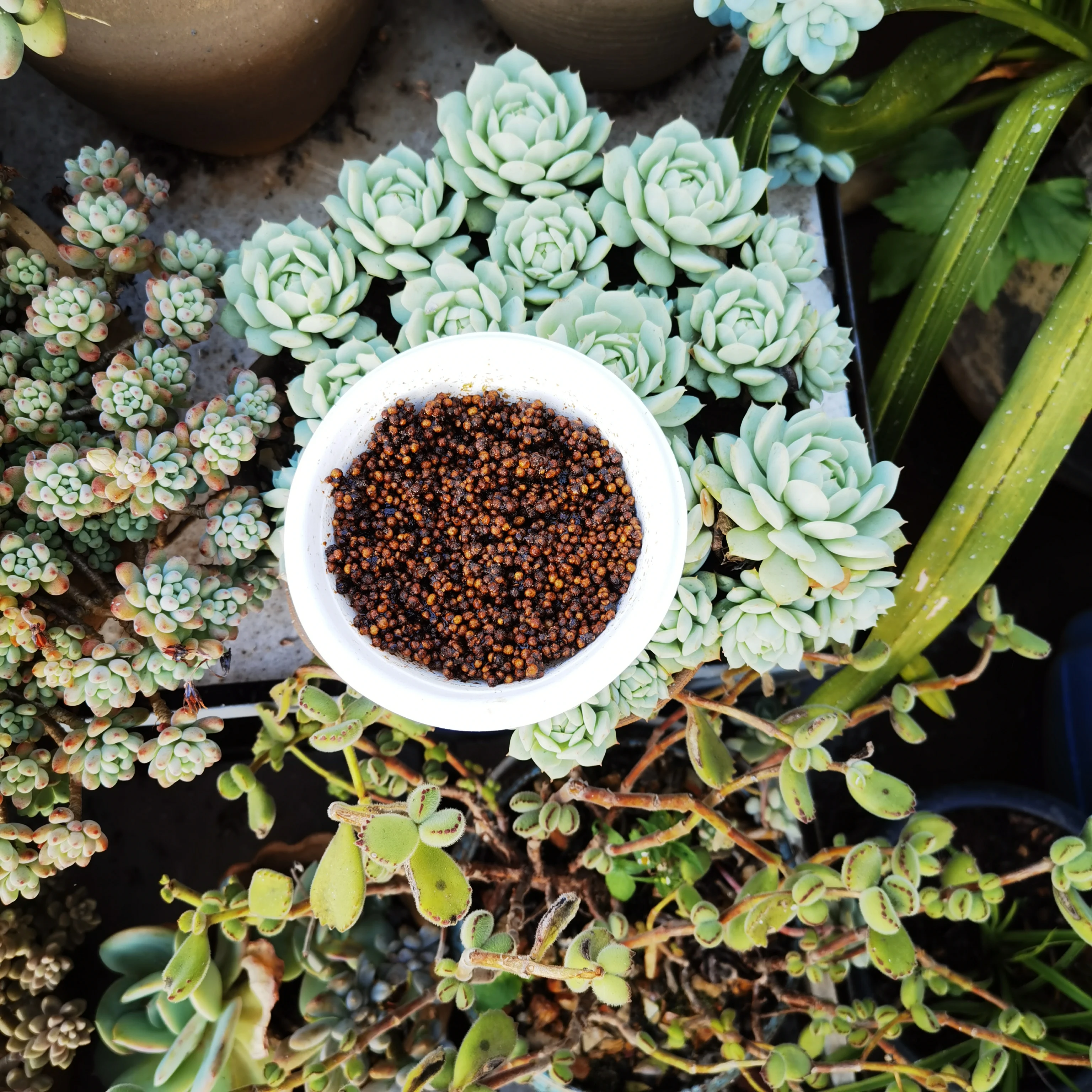Supply Manufacturer price DAP 18-46-0 granular Diammonium Phosphate Fertilizer for agriculture