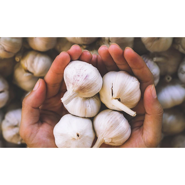 
Japanese Kyushu health care healthy nutritional aged organic dry garlic wholesale 