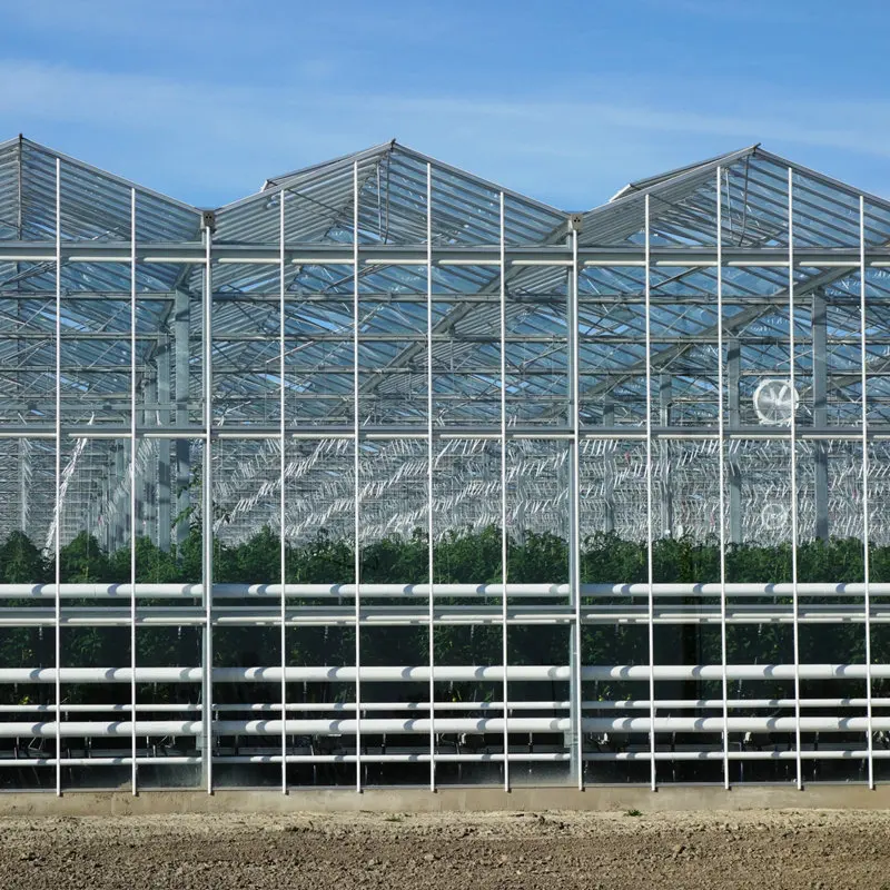 2024 hot sale insulate tempered glass greenhouse multi span green house