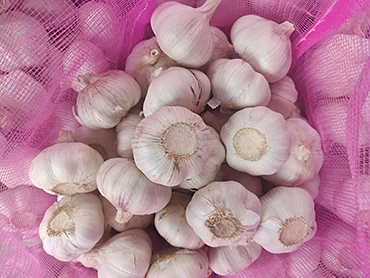 Garlic Chinese fresh pure white garlic for wholesale fresh vegetables in 20kg mesh bags/cartons factory price fresh white garlic