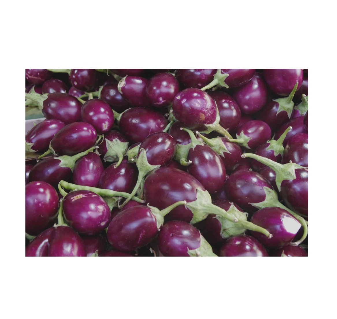 Purple Thai Eggplant Fresh vegetables and fruits Best price from Vietnam