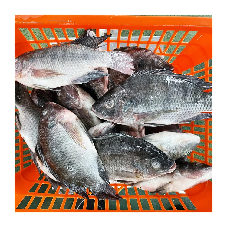 Sea Foods and Frozen Foods Fish Frozen Tilapia Supplier with Good Price