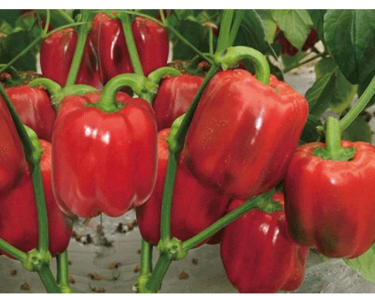 Bulk wholesale price Little hot red color dried whole bell pepper for spice