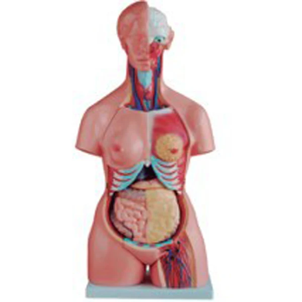 ADA-A1047 Medical Science 42cm/18 Parts Human Asexual torso model Anatomical Training Model