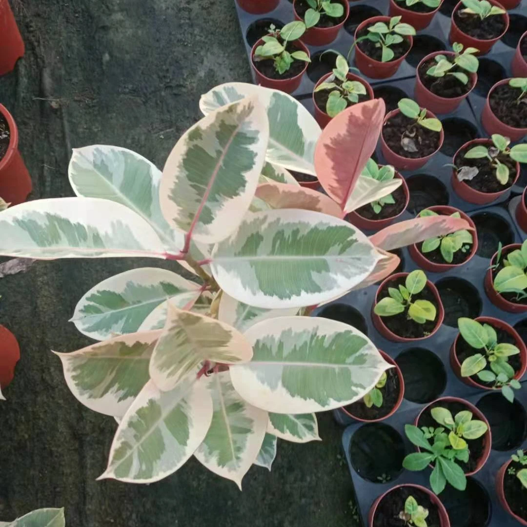 
Wholesale rubber tree balcony indoor living room tropical ornamental 