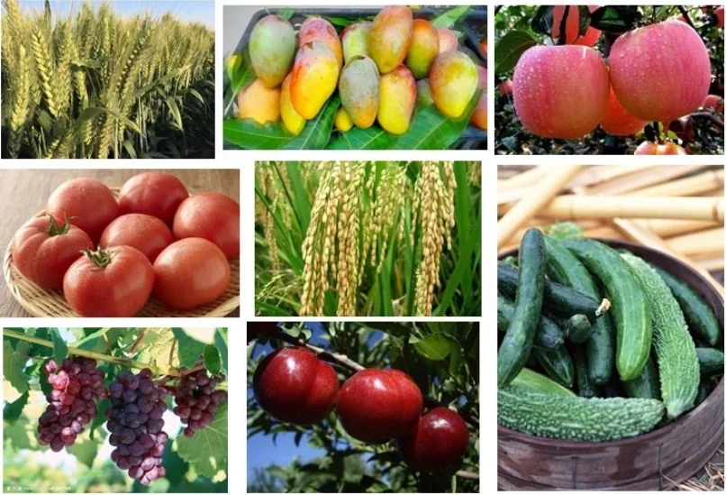 Best Price Water Soluble Foliar Fertilizer Plant Growth Regulator Gibberellic Acid A4 GA4 7