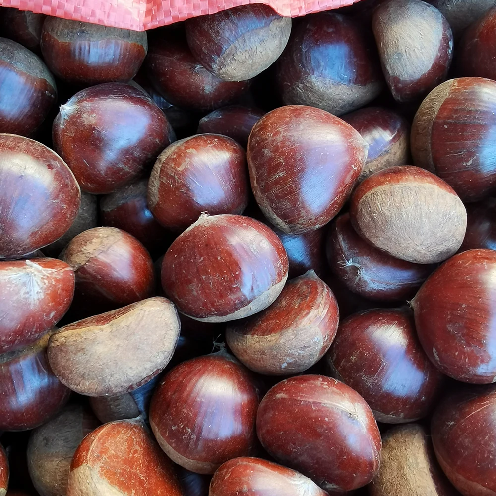 Chinese chestnuts for sale organic Dandong chestnuts
