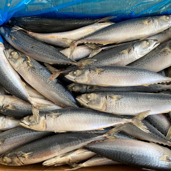 
 Скумбрия атлантическая Scomber, замороженная североморская рыба из Намибии, фабрика по переработке рыбы, Морская рыбалка, кепет, Томсон, лучший   (1600095156335)