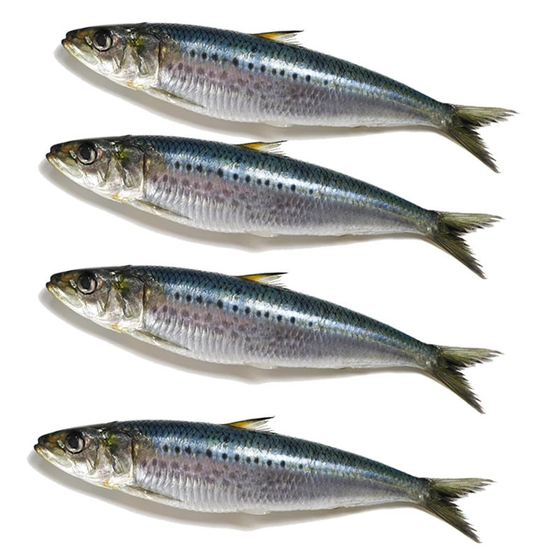 
High quality IQF freshness sardine in fish frozen seafood in bulk HACCP for fishing bait lures raw material 