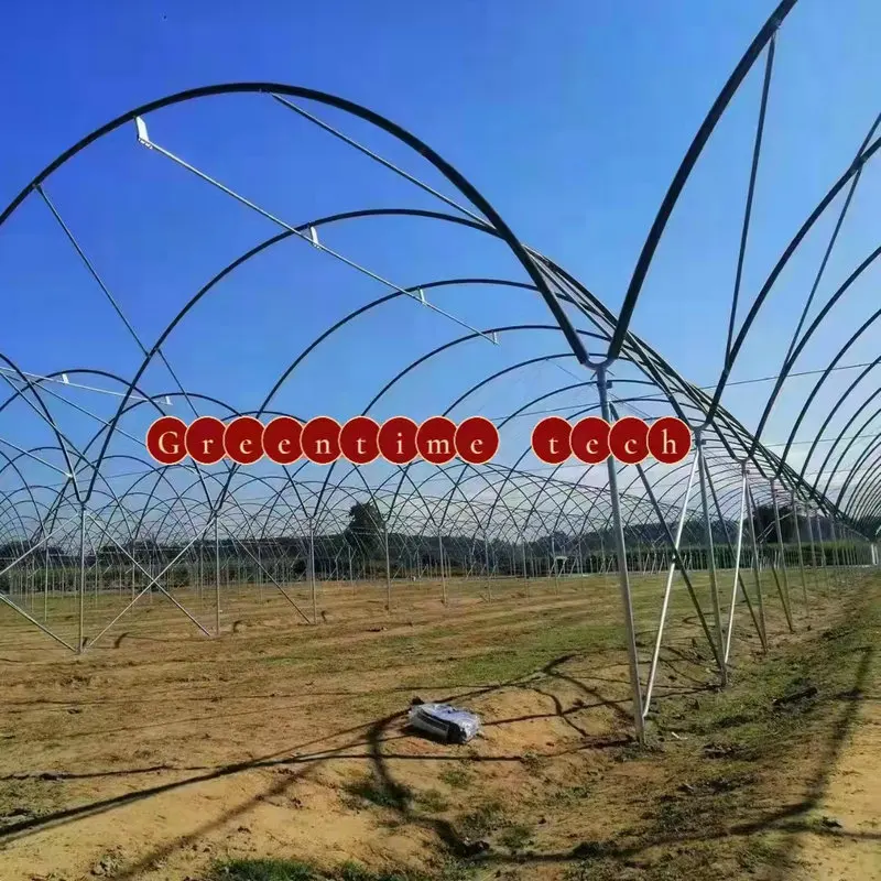 Blueberry plastic film tunnel foil greenhouse