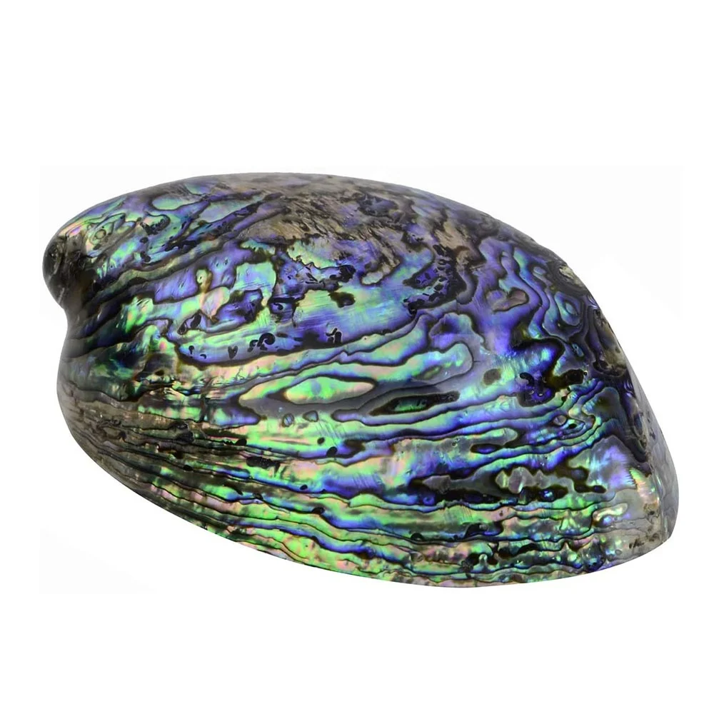 Polished Abalone Sea Shell Sage Smudging Bowl for Smudging, Rituals, Reiki, Meditation and Wicca