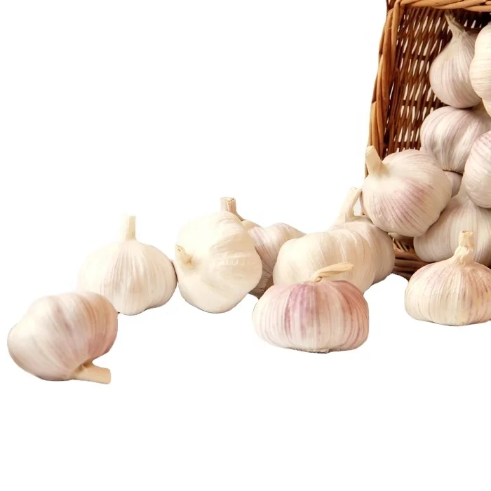 China fresh garlic 2021 CROP