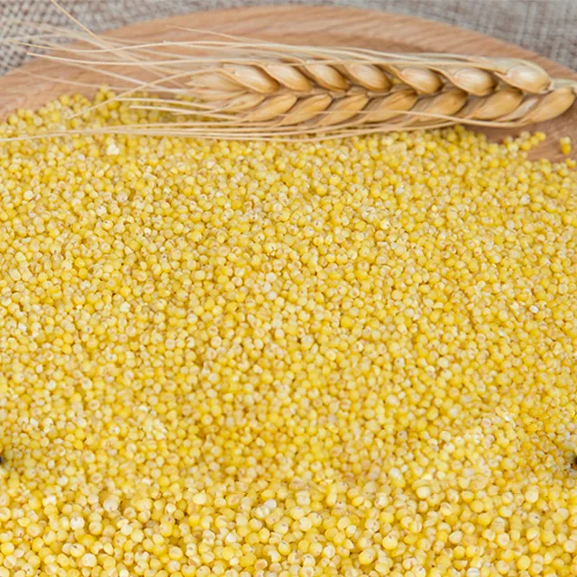 Chinese  wholesale cheap yellow millet price from millet supplier