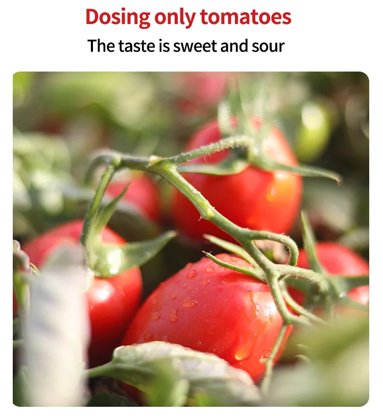 Hot Sale Canned Peeled Tomato In Thick Sauce Whole Peeled Tomato 2.5kg Novi Peeled Tomatoes