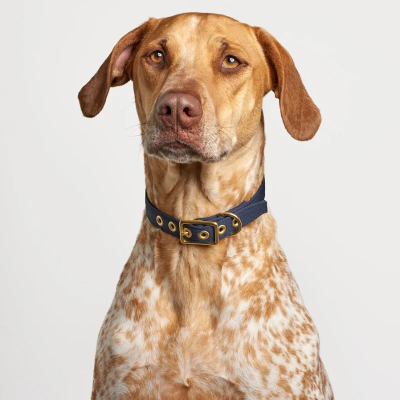 Outdoor Training Dog Collar Luxury Dog Collar