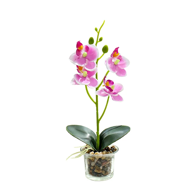Miniature butterfly orchid bonsai Home desk decoration Mini glass pot orchid flower