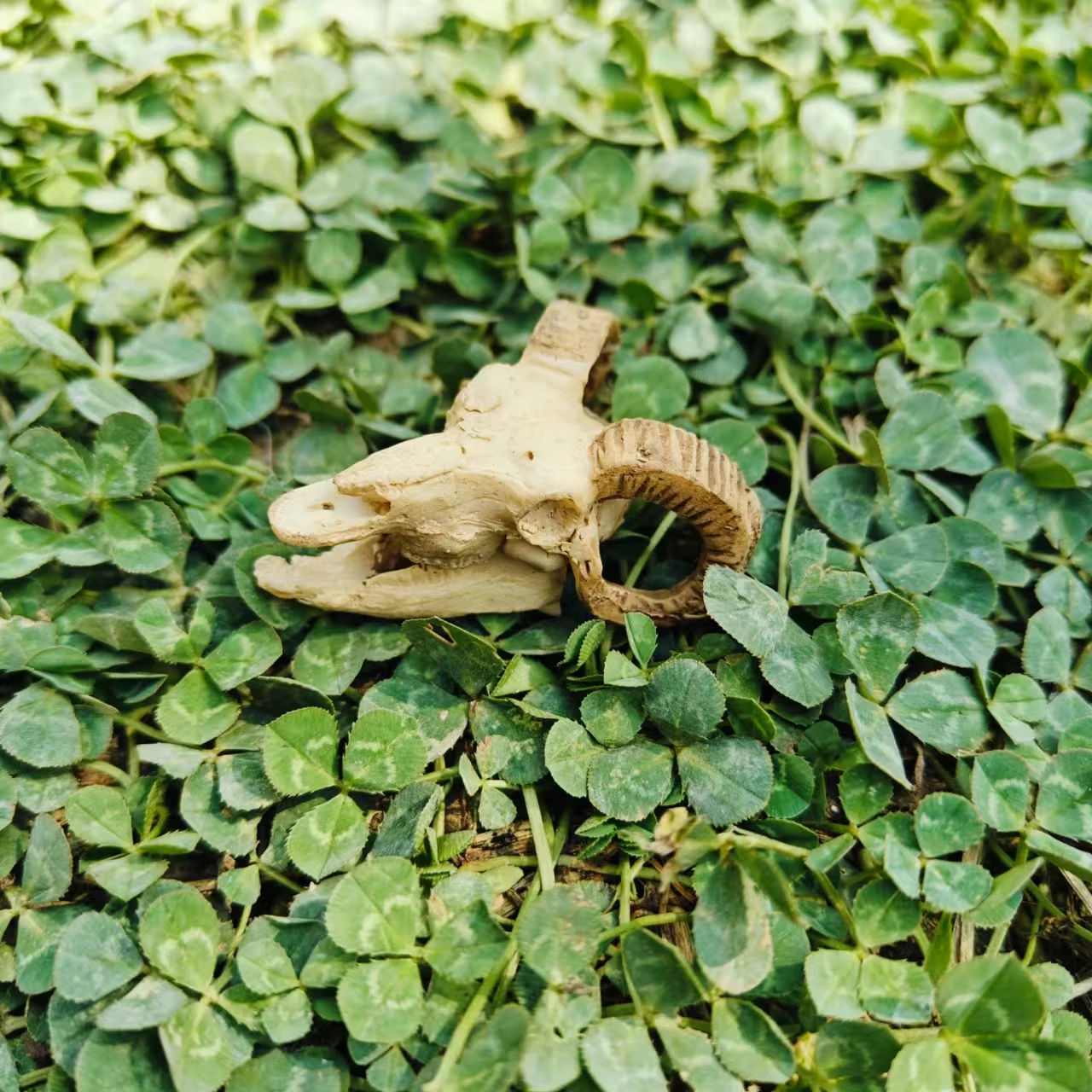Aquarium Fish Tank Decoration Aquatic Grass landscaping Dinosaur Crocodile Sheep Resin Skull Rhinoceros Animal Pet House Skull