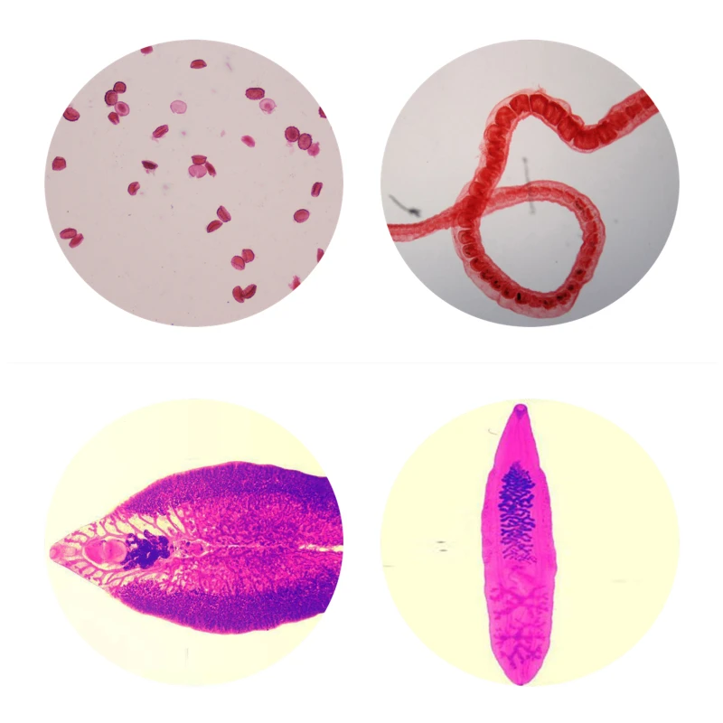 50PCS Medical Science Medical Parasitology Prepared Slides for School Microscope Prepared Slides