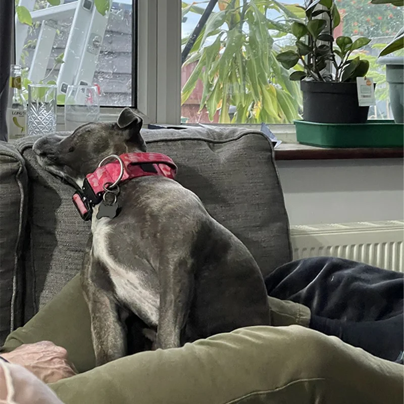 Heavy Duty Custom Nylon Combat Dog Collar Metal Buckle For Medium Large Dogs Soft Padded Dog Collar Manufacturer