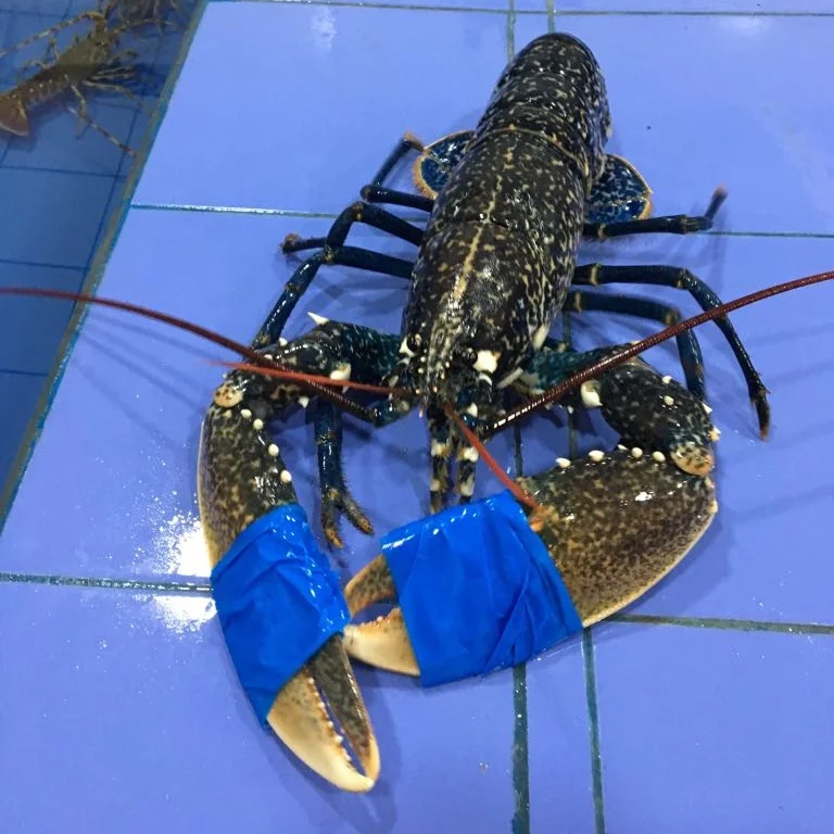  Европейский синий