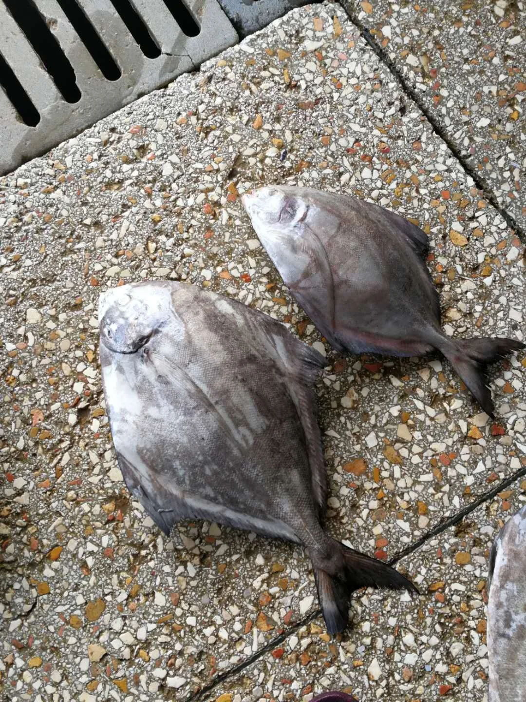 
Indonesia Seafood Fish Frozen Black Pomfret 