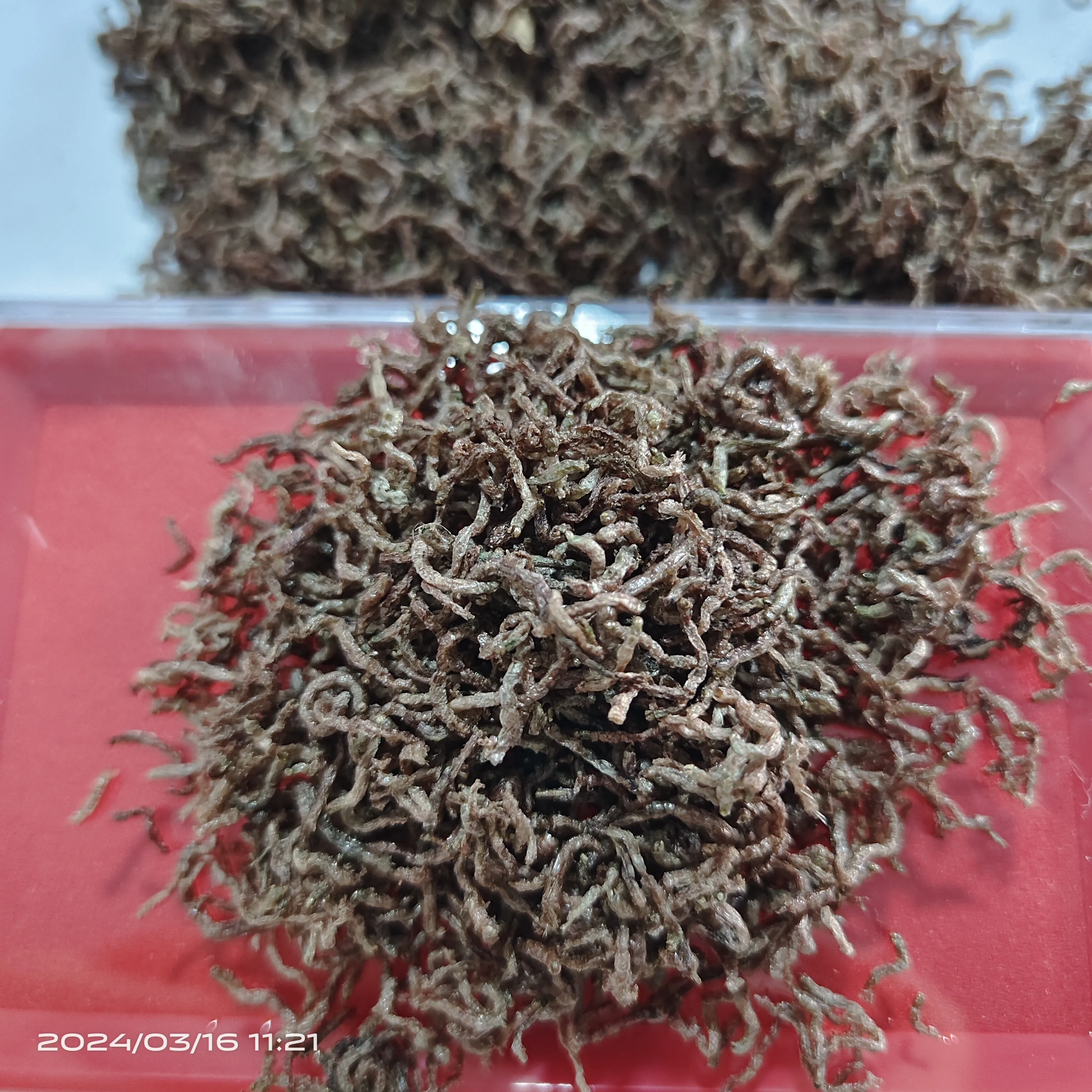 high quality high protein dried blood worms for animal feed pet food pet snack bloodworm fish food