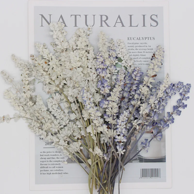 12pcs/pack Purple Dried Pressed Salvia Stem for Epoxy Resin Jewelry Crafts Candle